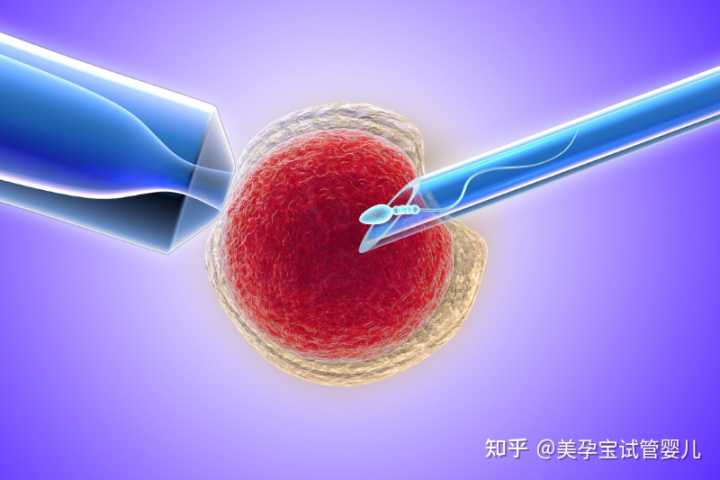 武汉大学中南医院申请供卵做一次试管婴儿要花多少钱？